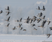 L’HOMME ET LA POÉSIE - Variante cosmologique