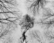 Arbres