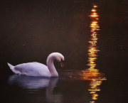 Sous le regard du cygne