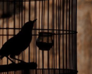 5.L'oiseau vert-de-gris