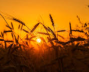 Le Chant des Sillons : Quand l'Âme de la Terre défie le Marché