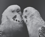 Le baiser de Giselle et Fabien