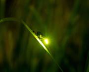 Écrire un texte avec les mots suivants :Justice, kaolin, luciole, magma, nostalgie, olympique, pantoufles, rosaire.