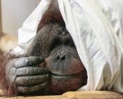 Inspirant ! Ils sauvent les derniers orangs-outans