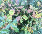 Le jardin du 25 Novembre