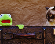 La Grenouille Qui Fait Miaou