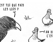 PIGEONS !