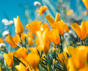 Pour vivre heureux, vivons.