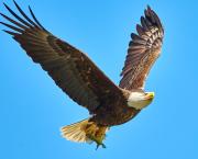 AIGLE