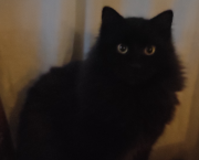 Il re dei gatti .2