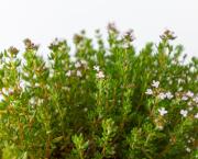 LE THYM s'invite à table