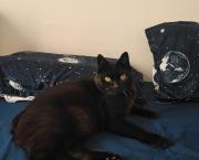 Témoignage « J’ai adopté un chat SOS à la SPA de Gennevilliers »