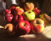 Le jardin frais du 15 Octobre