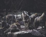 The Wolf