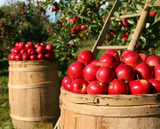 Raconte la vie d'une pomme !