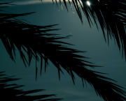 Nuit créole