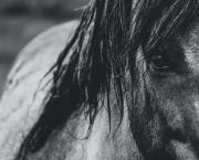 Ecurie Kevyn Thonnerieux : Résultats partants vendredi à Toulouse