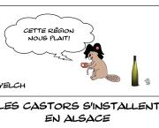 Castors en Alsace