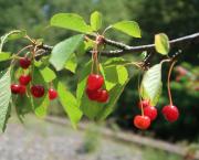 Le temps des cerises