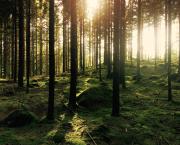 Un débat inédit pour la journée internationale des forêts à Montner