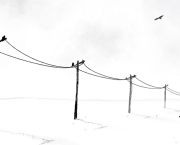 Minimal art with cow