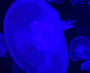 EroticArt, concours de nouvelles Plombières les Bains