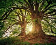 Au pied de mon arbre