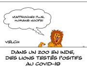 Lions positifs au Covid-19 et pas rassurés du tout