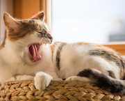 11 Conseils pour Bien Dormir grâce à la Sophrologie