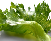 Rien que des salades !