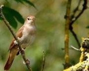 Première sortie "ornitho"