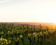 Vendanges