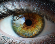 Lentille