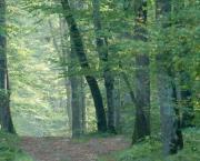 L'appel de la forêt