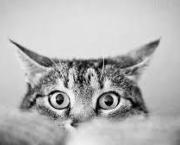 Chat Chat