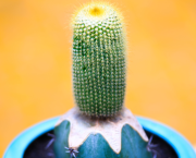 INK 04 - pour Cactus