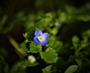 Le jardin du 25 Février