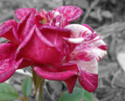 Flora Chapitre 17