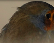 Poésie et biodiversité