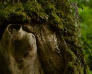 Nous les grands chênes