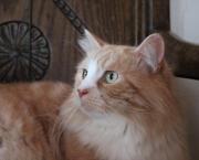 L'art d'aimer le sport en chambre