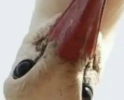 LA GEMME ET LE SOUFFLE