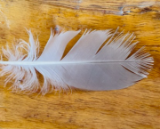 Plume au vent