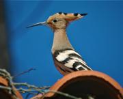 Les oiseaux migrateurs et le confinement