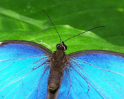 Que se passe-t-il à l'intérieur du chrysalis d'un papillon?