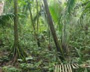 Vivre en forêt amazonienne