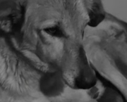 Le Regard d'une Princesse