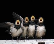 Faire comme l'oiseau