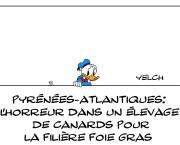 l'enfer dans les élevages de canards?