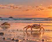 La complainte du crabe